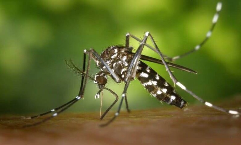 Срещу тази болест, предавана от комари, няма ваксина. Ето какви са симптомите