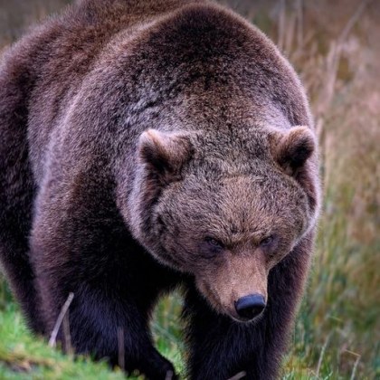 Мечка гризли погуби двама души в Националния парк Банф в