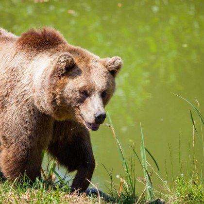 Няколко туристи бяха подгонени от мечка на Трансфъгърашкото шосе което