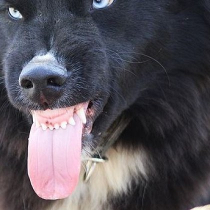 Близките на убитата от кучета санитарка Мирослава внесоха в Районния