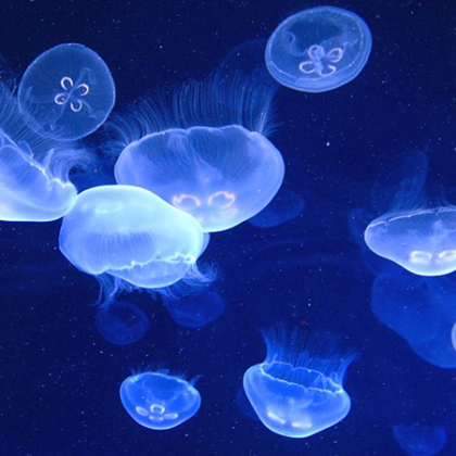 Нашествие на сини медузи във водите на Черно море край