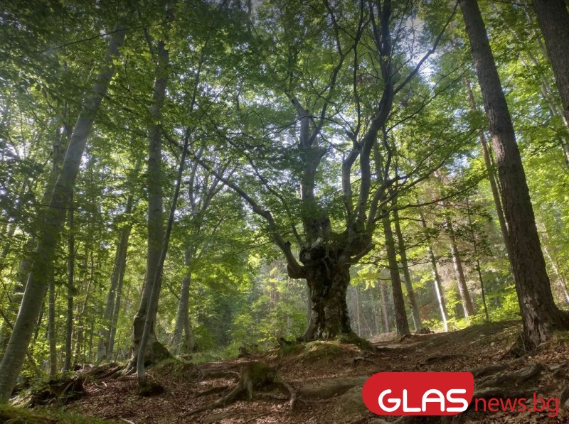 Приказна пътека през гората ви очаква на километри от Пловдив СНИМКИ