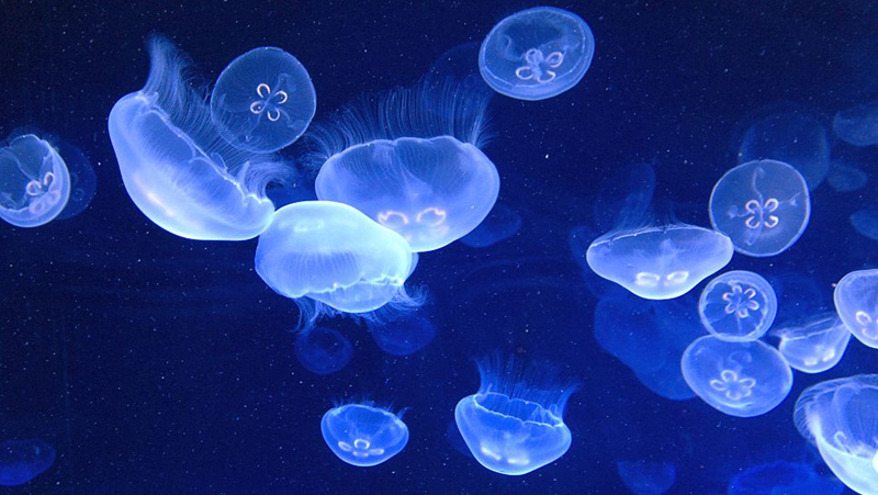 Нашествие на сини медузи във водите на Черно море край