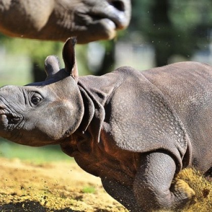 Заснеха бебе от застрашения вид явански носорог в западната част