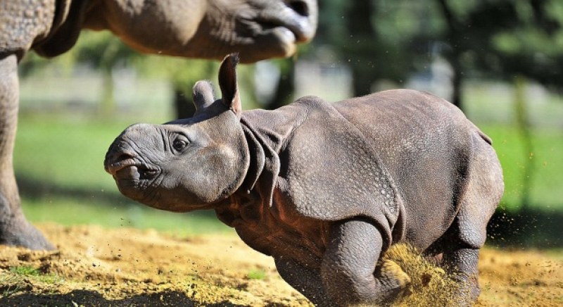 Заснеха бебе носорог от застрашен вид ВИДЕО