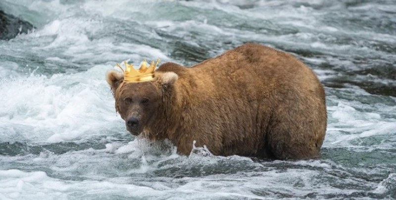 Кой е ял най-много сьомга? Избраха най-дебелата мечка в света ВИДЕО