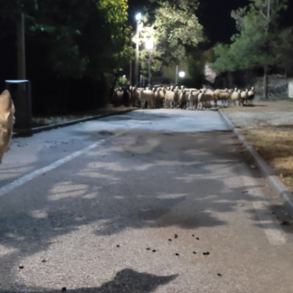 Стадо овце си спретнаха нощна разходка в балнеолечебния курорт Хисаря Мъж