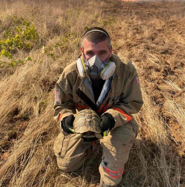Пожар горя в Пловдивско, огнеборец спаси костенурка