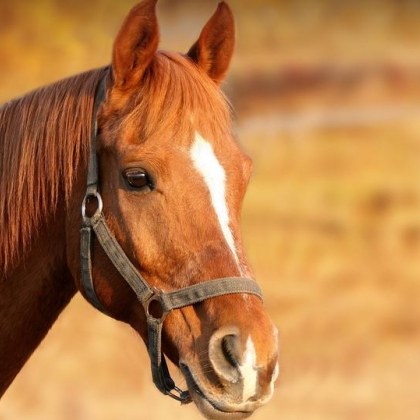 Полицията в Монтана разследва случай на убит по жесток начин