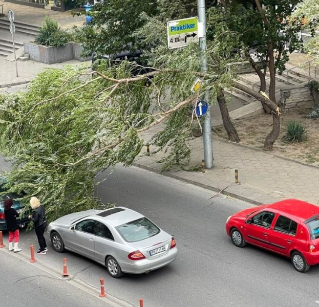 Дърво падна на централен булевард в Пловдив СНИМКА