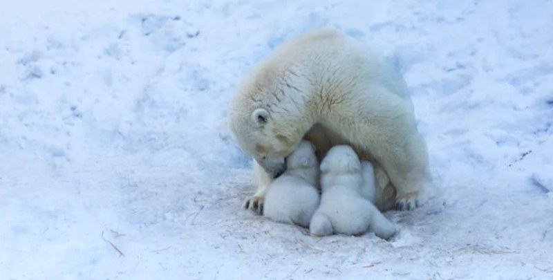 Полярните мечки в Арктика са на ръба на изчезване: защо женските губят мляко?