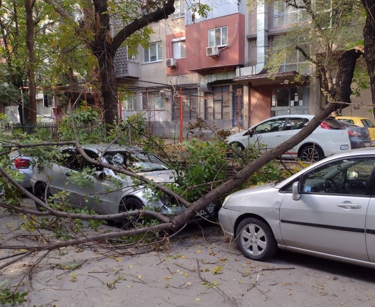 Неприятна случка в Пловдив.Грамаден клон се отчупил от дърво и