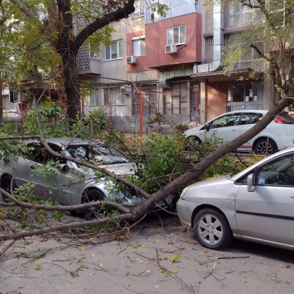 Неприятна случка в Пловдив Грамаден клон се отчупил от дърво и