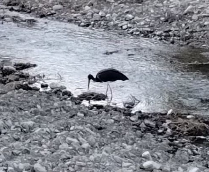 По никое време: Черен щъркел се разходи из наша река СНИМКИ+ВИДЕО