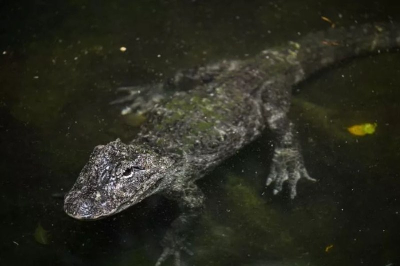 Учени откриха останките на неизвестен вид алигатор