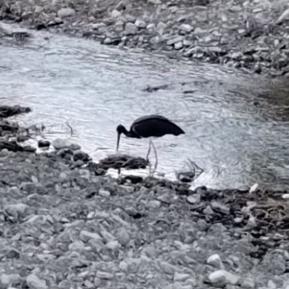Черен хубавец бе заснет да обикаля важно важно из родна река