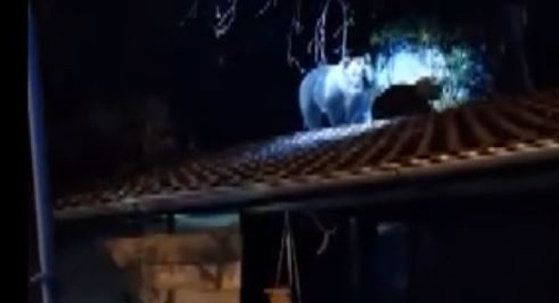 Мечка с мечета се качи на покрив в наше село ВИДЕО