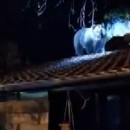 Мечка с малките си мечета се покатери върху покрив Случката