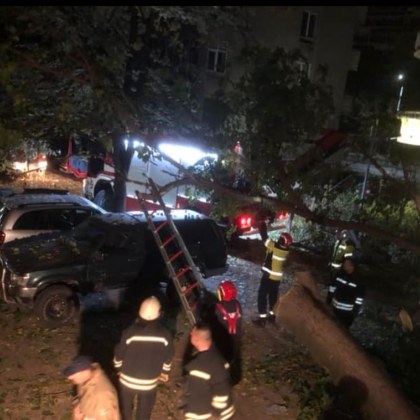 Дърво рухна на улица в Пловдив а щети са нанесени