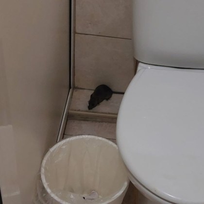 Снимка на плъх в тоалетна изуми жители на Велико Търново