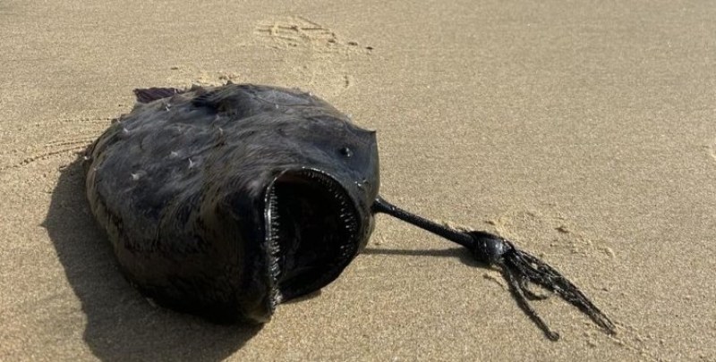 Откриха чудовище с прозрачни стъклени зъби на плаж в Калифорния СНИМКА