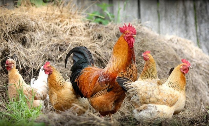 Откриха птичи грип във ферма в Пазарджишко