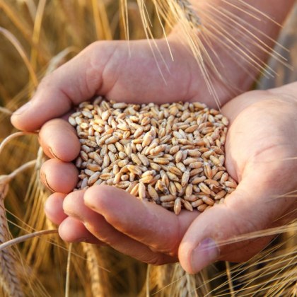 Започна износ на българска пшеница за Индонезия съобщиха от Български