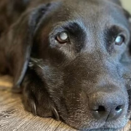 Във Великобритания собственикът на 11 годишно куче на име Моли изгуби своя