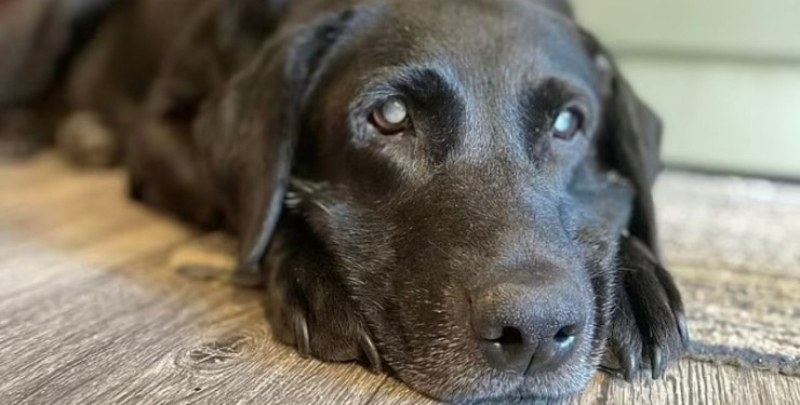 Във Великобритания собственикът на 11-годишно куче на име Моли изгуби своя
