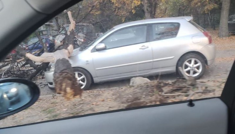 Дърво падна върху кола в Пловдив