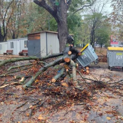 Буря премина и през Шумен, дърво се стовари върху жена