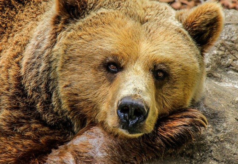 Двама души са загинали след предполагаемо нападение от мечка гризли
