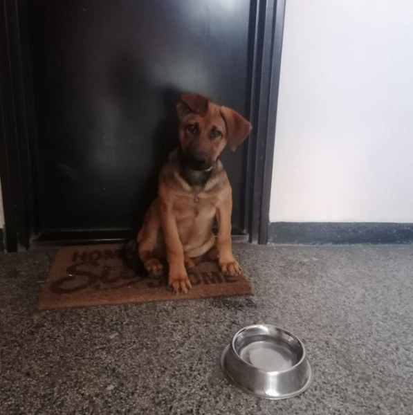 Малко кученце си търси дом в София. Животинчето някак е