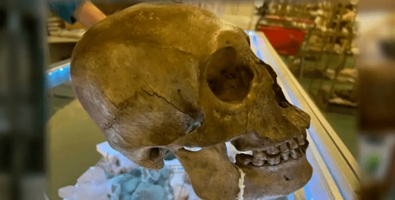 Жена се натъкна на човешки череп на рафтовете на магазин СНИМКИ