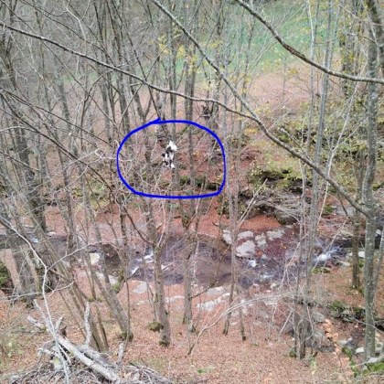 Напъхаха кученца в торба, окачиха ги на дърво в Балкана