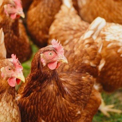 Заповед: Забраняват се пазарите за животни и животински продукти у нас