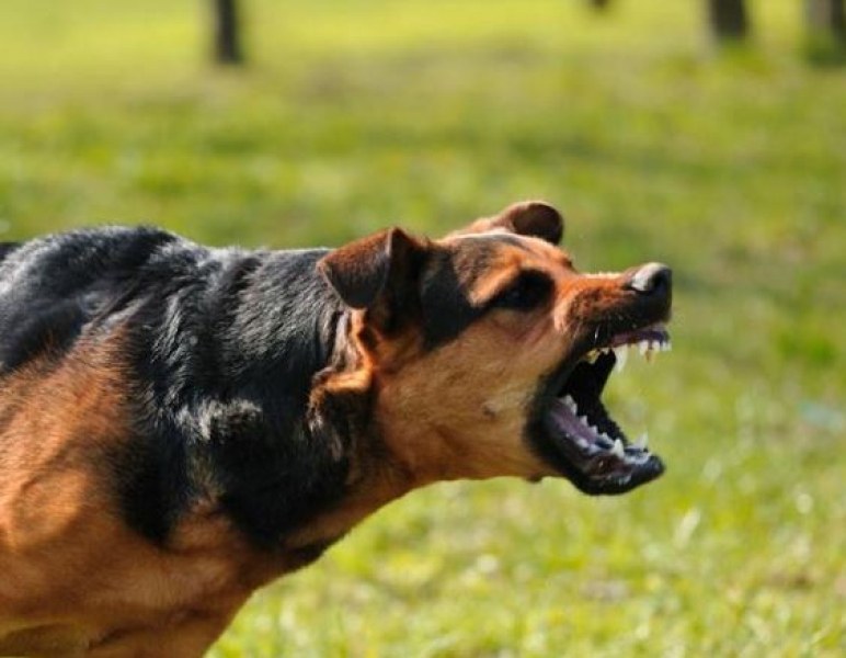 Стопанин позволи на кучето си да нападне друго ВИДЕО