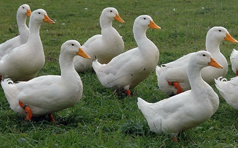 Установиха птичи грип и във ферма за патици