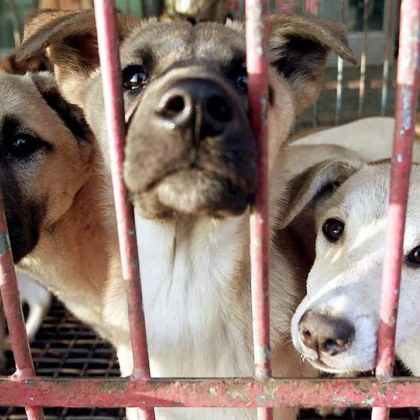 Южна Корея възнамерява категорично да забрани консумацията на кучешко месо