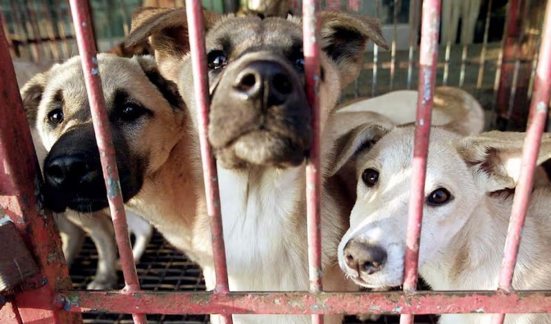 Южна Корея възнамерява категорично да забрани консумацията на кучешко месо,