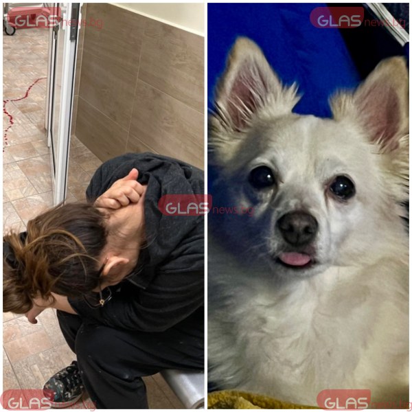 Два питбула убиха домашно куче в Пловдив СНИМКИ 18+