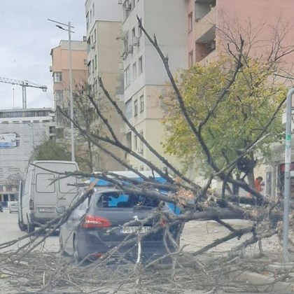 Паднало дърво потроши кола и в пловдивския ЖК Тракия Инцидентът