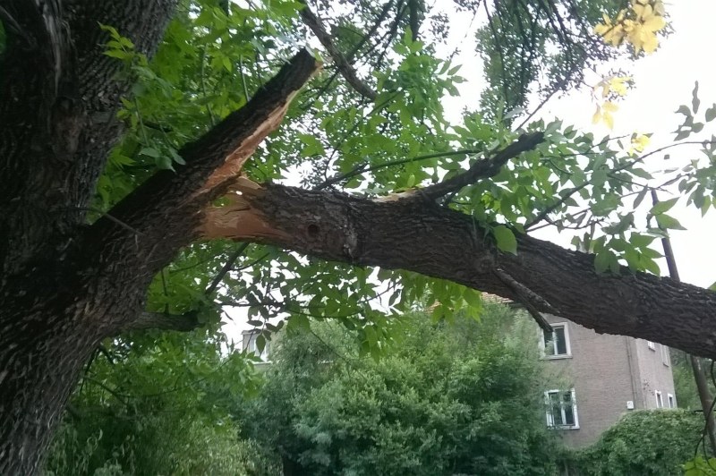 Силният вятър в Пловдив събори няколко дървета