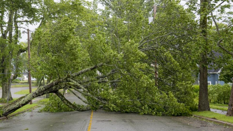 Ураганният вятър събори дървета и стълбове в Карловско