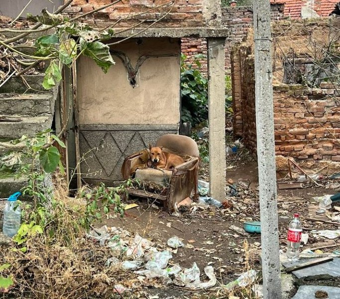 Добри новини! Освободиха вързаното куче в изоставена къща в Пазарджик