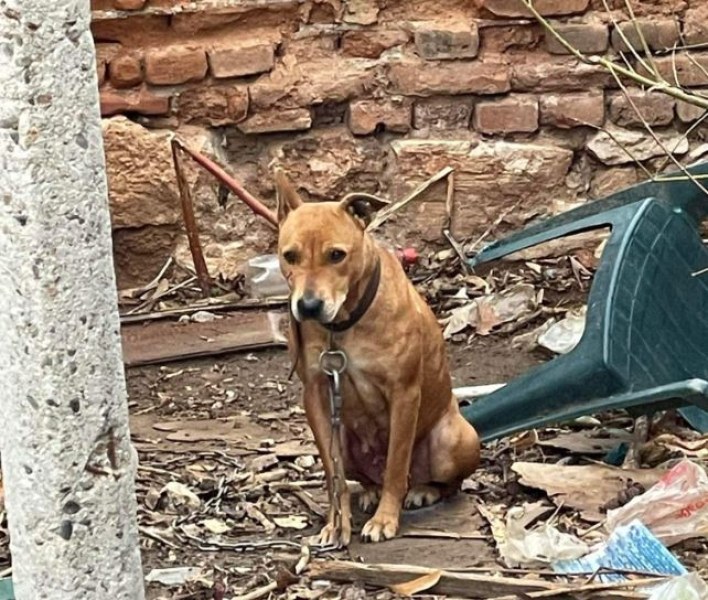 Обрат със спасеното куче в Пазарджик, откраднаха го