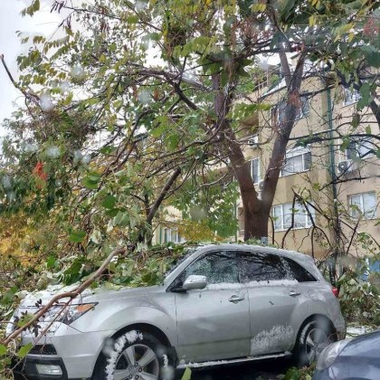Обявиха причината за огромния брой пречупени дървета СНИМКИ