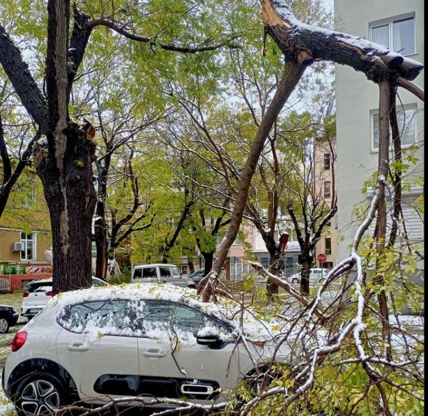 Паднало дърво проби кола в Пловдив СНИМКИ