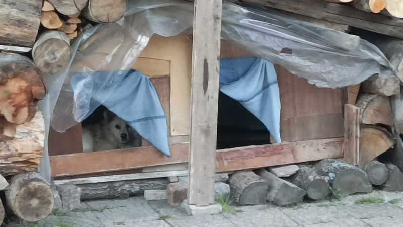 Агресивни кучета тероризират Батак, построиха им колиби на тротоар СНИМКИ