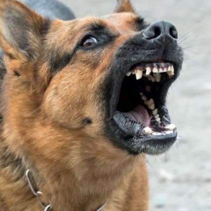 Пореден случай на агресивна проява на домашно куче Майка твърди че
